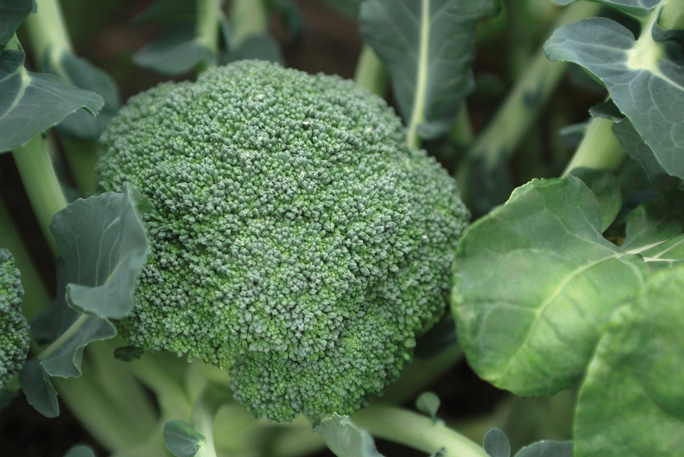 Broccoli_EmeraldCrownSBC4420C