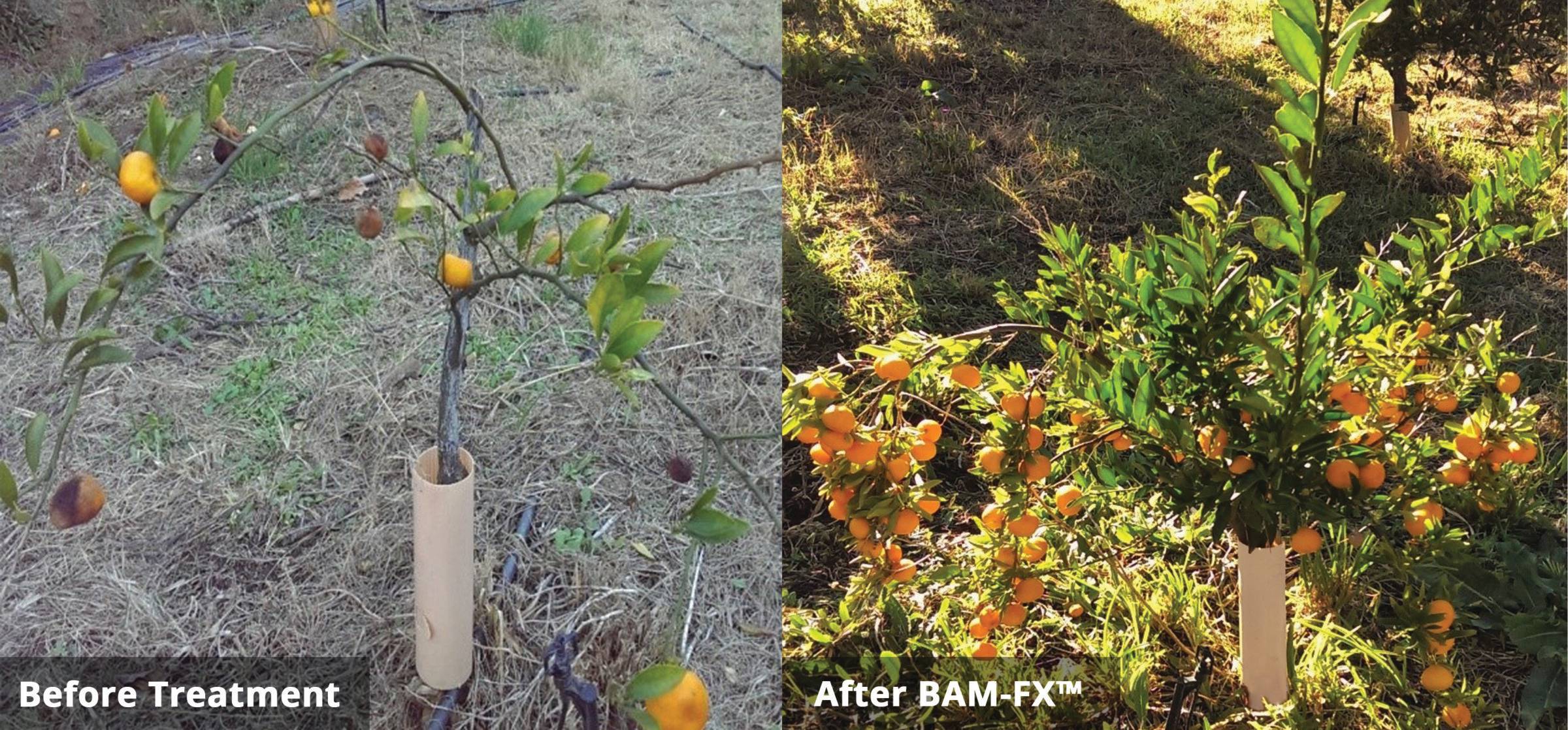 34 Kishu_Before and After BAM_WG-sm