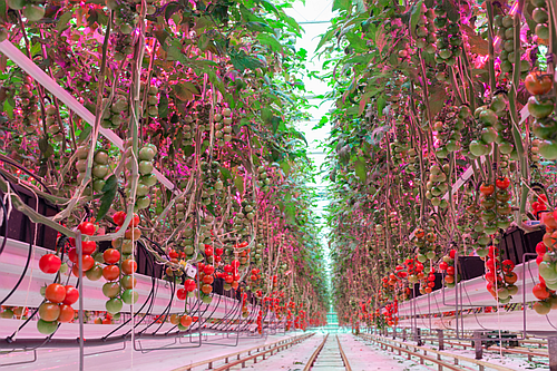 36 led greenhouse 3-sm