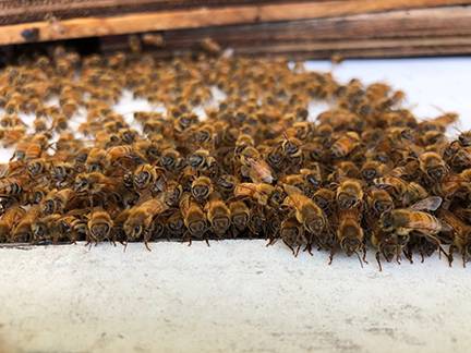 36 Honey Bees North America ApisProtect