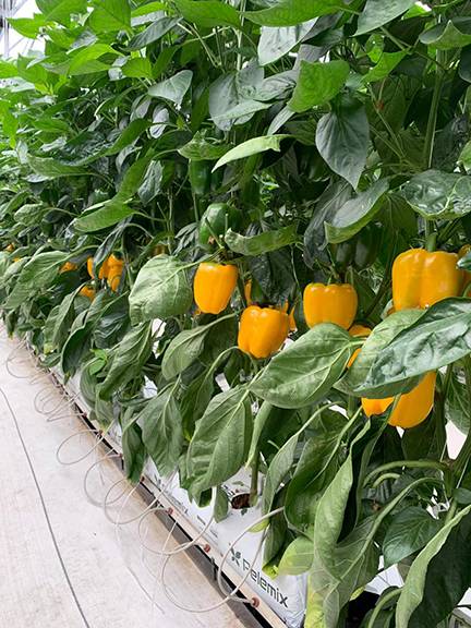 Prime Time peppers