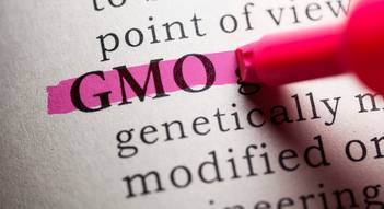 GMO