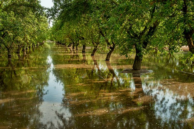 central valley orchard flooded by irrigation water