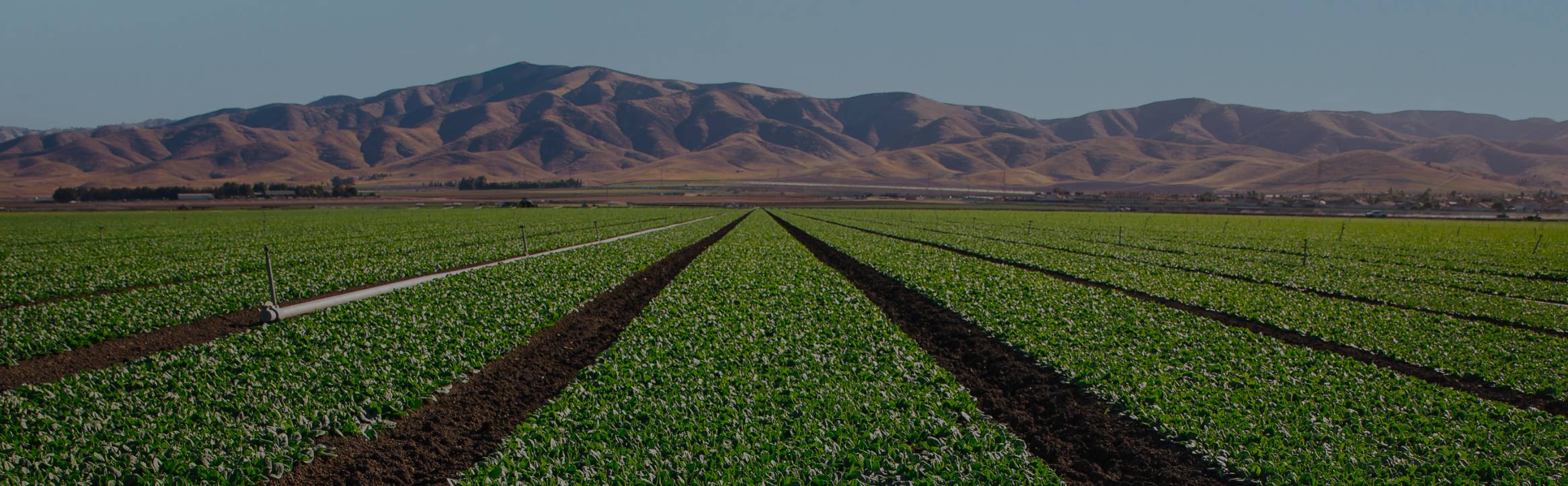 A landscape image of crop rows with mountains in the background