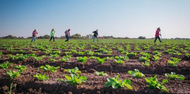 Protect Outdoor Workers From Heat Illness as they stand in the background of a field with green plants