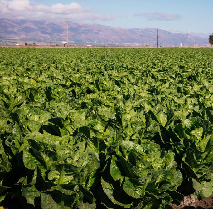 Field of crops with mountains in the background