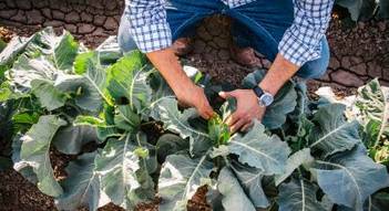 Hands showing cauliflower in a field of crops