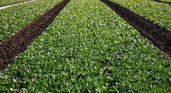 several rows of fresh produce in the field