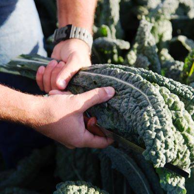 Man holding kale leafy greens in a field