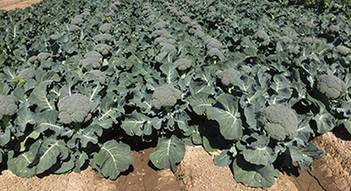 Bayer Eiffel Broccoli Uniformity Innovation