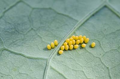 Moth eggs on cole plant