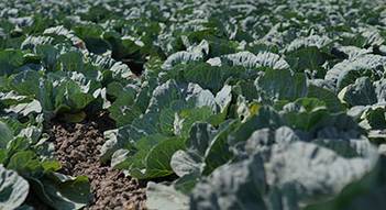 Deardorff romaine lettuce crops