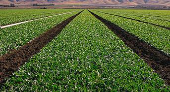 Sun shining on row crop with mountains in the background. Climate