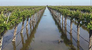 Groundwater Replenish Vineyard