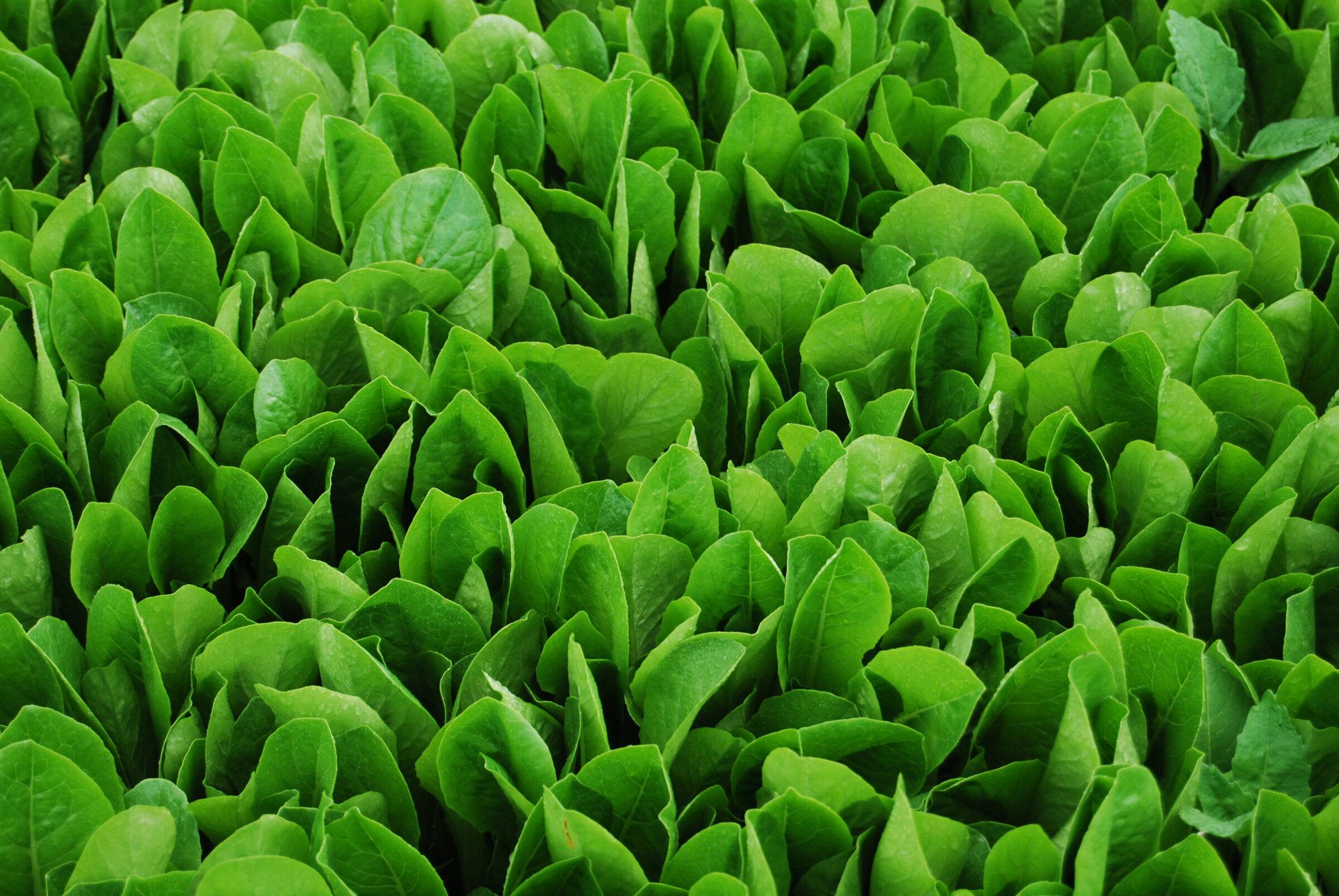 A close up shot of fresh greens in the field.