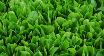 A close up shot of fresh greens in the field.