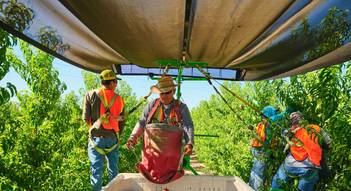 Workers harvesting nectarines in the field.
