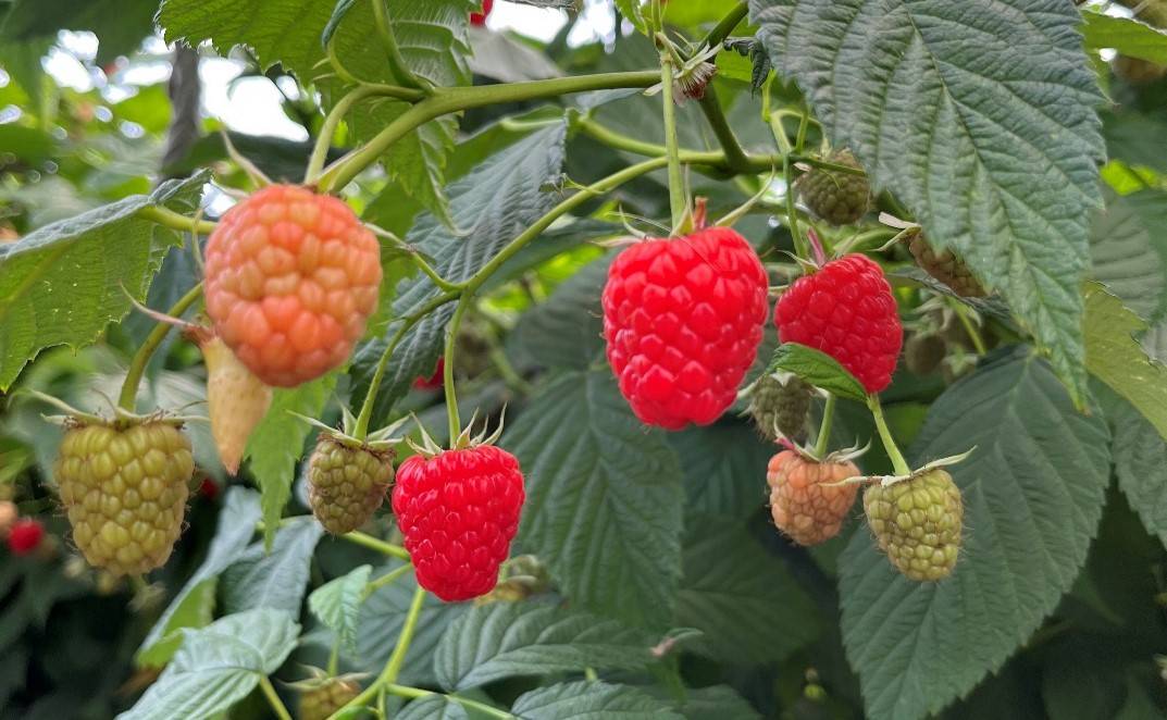 Raspberries