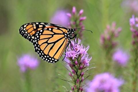 Climate change is identified as a significant driver for the decline in monarch populations.