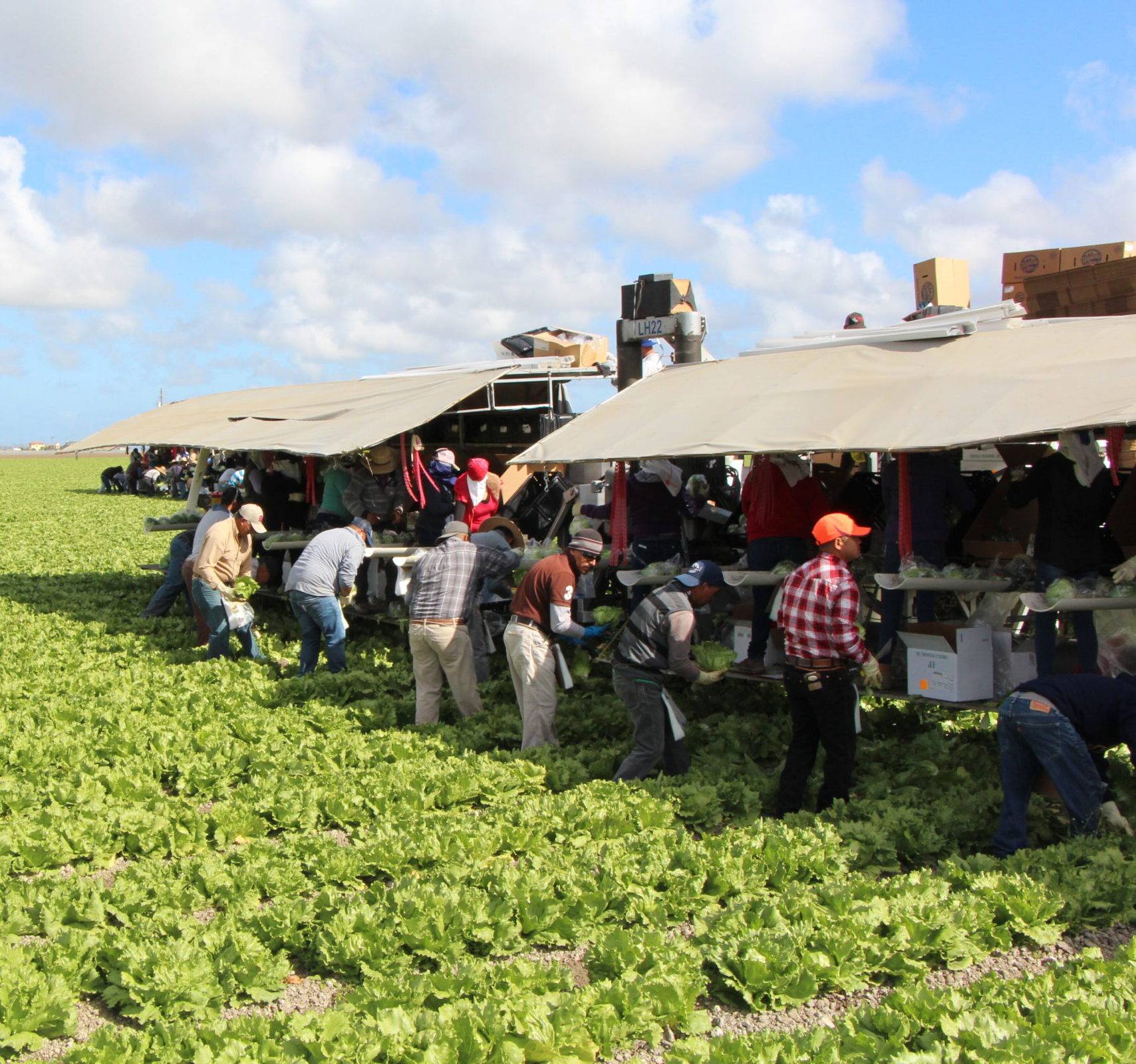 farm workers on field harvesting