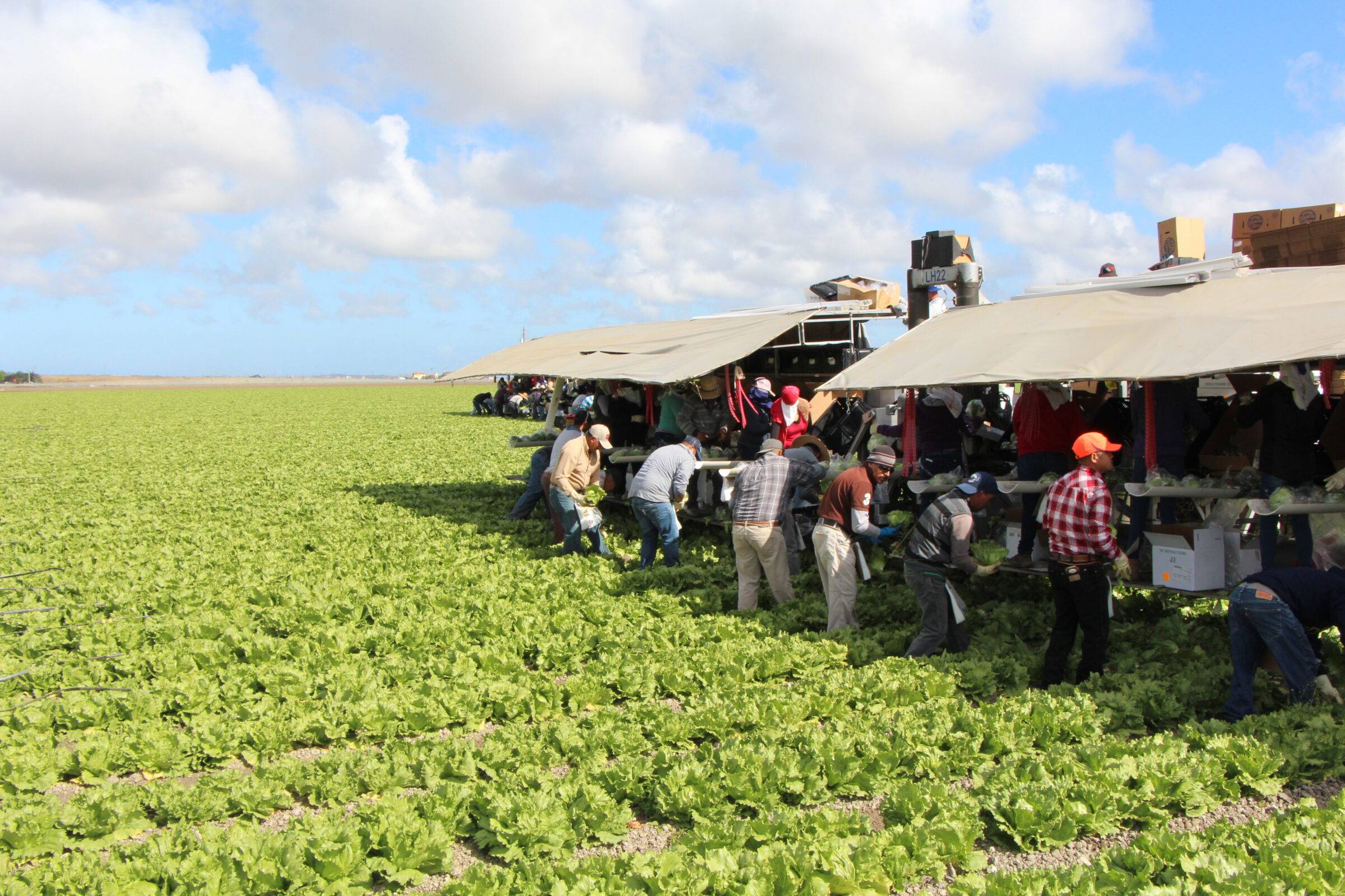 farm workers on field harvesting
