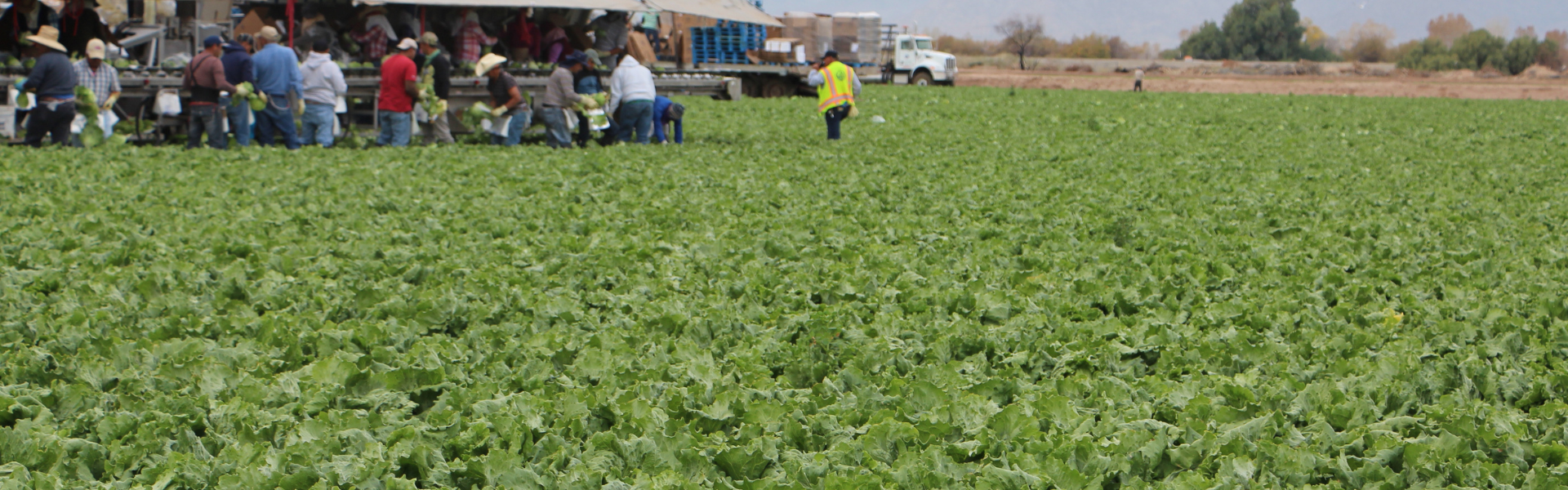 farm field worker picking cabage