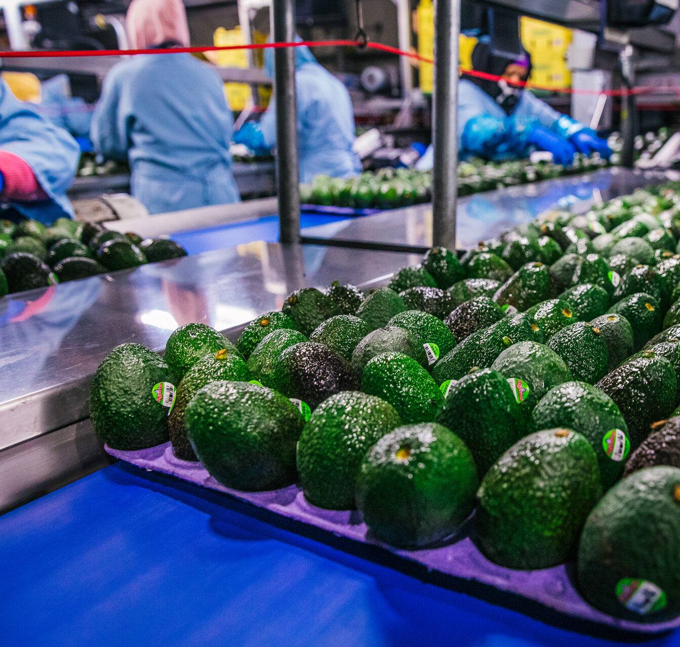 Avocado processing packing